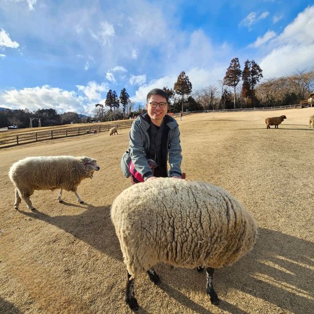 100yen就可以餵羊羊