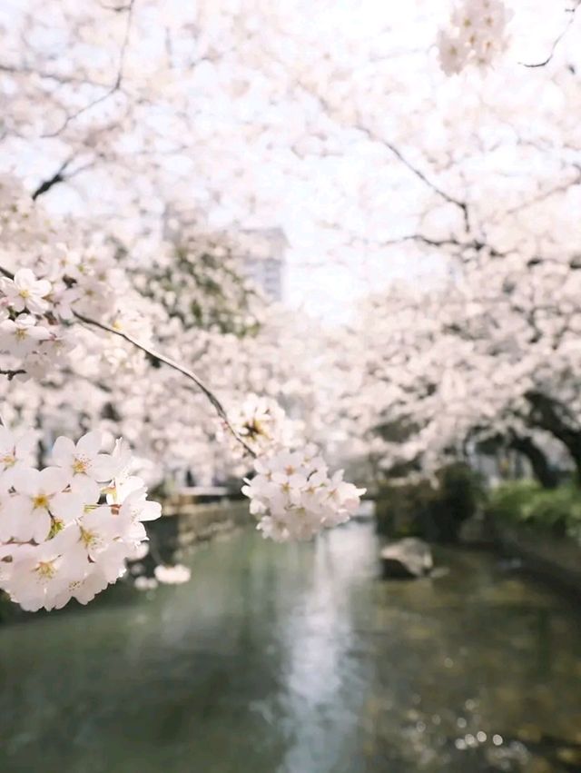 Hiroshima: A City That Rose from Ashes with Grace