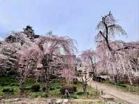 Chill Blossoms and Temple 