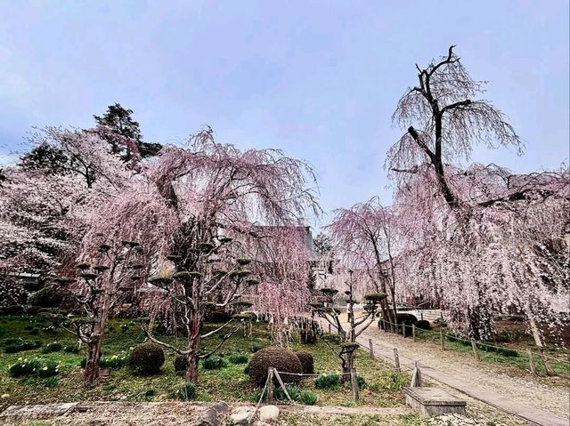 Chill Blossoms and Temple 