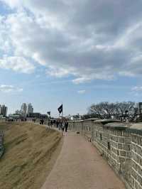 Suwon in Bloom: Cherry Blossoms Amidst Historic Beauty