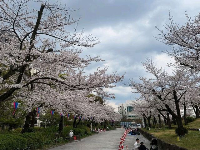 Sumida Park: Riverside Sakura Bliss in Tokyo