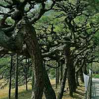 Takamatsu – The Gateway to Shikoku and Garden Paradise
