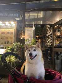 【日本🇯🇵京都】🐶と楽しむ京都