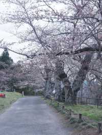 大阪飛去日本東北賞櫻: 一目千木櫻 