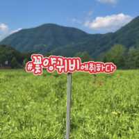 가평크루즈 섬섬투어 자라섬 꽃 페스타
