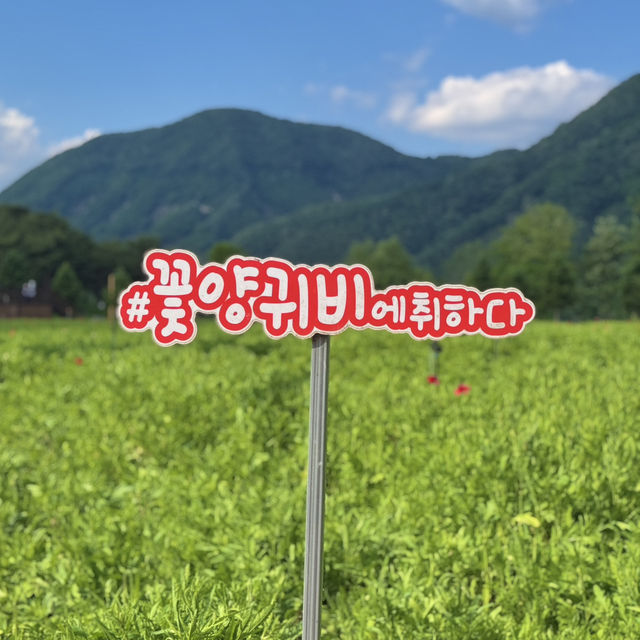 가평크루즈 섬섬투어 자라섬 꽃 페스타