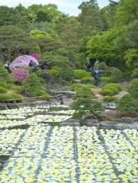水面に咲き誇る絢爛絵巻🌸💧※観光攻略情報付き