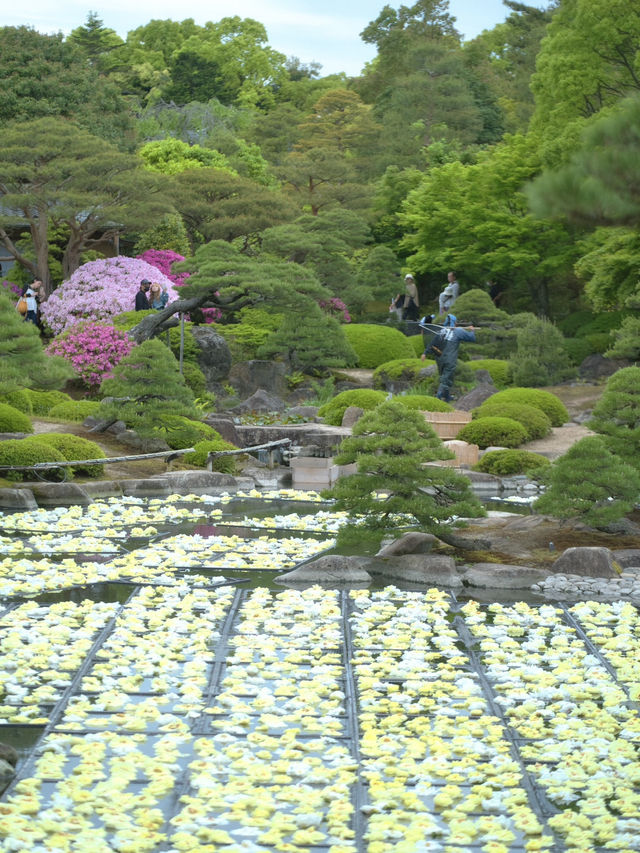 水面に咲き誇る絢爛絵巻🌸💧※観光攻略情報付き