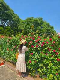 유럽풍 장미정원을 볼수있는 로맨틱 봄여행지🌹