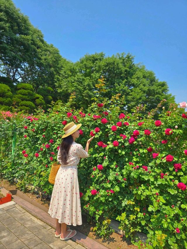 유럽풍 장미정원을 볼수있는 로맨틱 봄여행지🌹