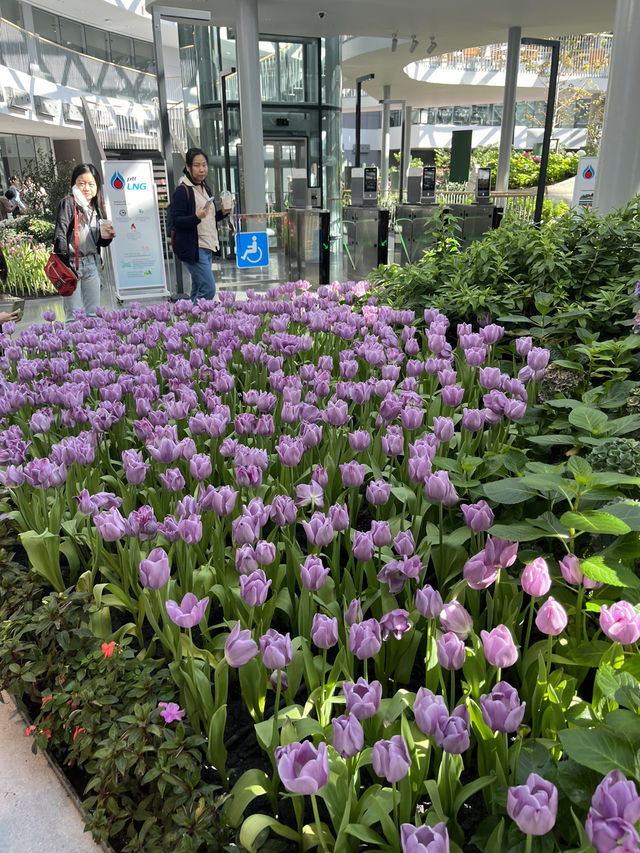 Miracle of Natural สวนทิวลิป ระยอง