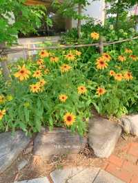 분위기 좋아요! 해바라기와 돌담길 구경🌻🌻