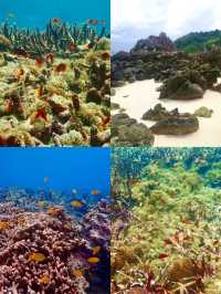 約7,500円でニモと泳げる！？シミラン、海の楽園へ🐠🌴🌊