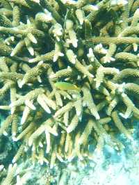 ニモに会える海、シミランで夢のようなシュノーケル体験を🐠🌊🎒