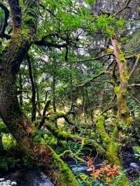 Eifel National Park – Germany’s Living Wilderness