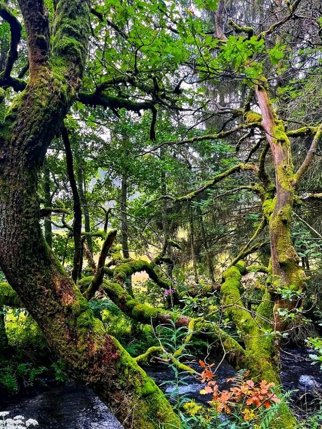 Eifel National Park – Germany’s Living Wilderness