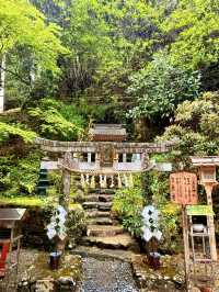京都｜800年歷史53公尺高大杉木 由岐神社的鎮邪傳說