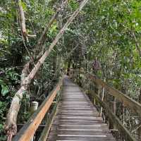 Daintree Rainforest – QLD