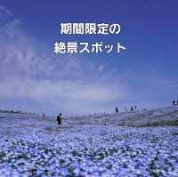 【茨城県】国営ひたち海浜公園　ネモフィラ