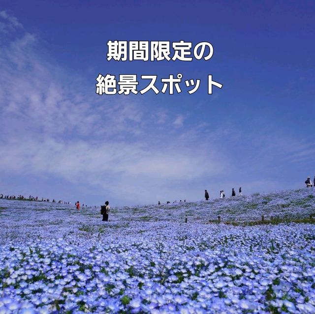 【茨城県】国営ひたち海浜公園　ネモフィラ