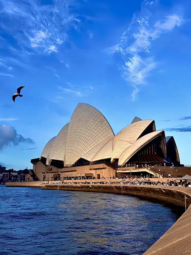 澳洲遊記：與袋鼠、樹熊及清澈海洋的愉快旅程 🌊🐨🦘