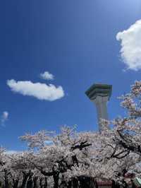 🎯【北海道・五稜郭公園】星型要塞の歴史と桜が彩る、函館の絶景スポット