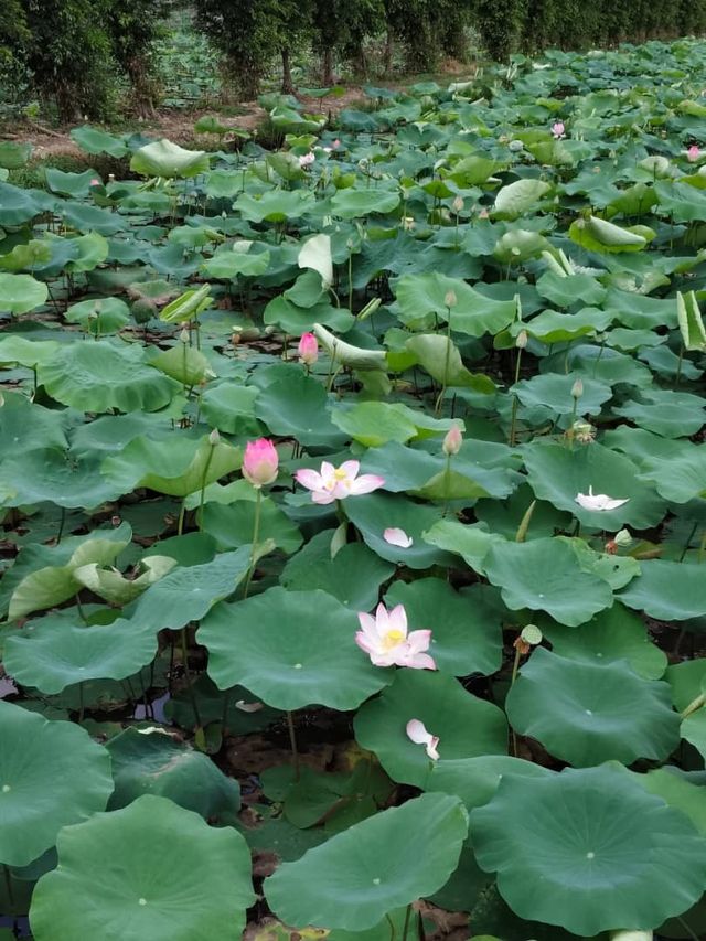 Ninh Binh Tour - Instagram Worthy?? 