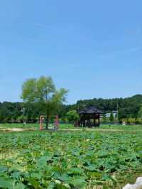 아직은 연꽃이 피지 않았지만 산책하기 좋은 곳