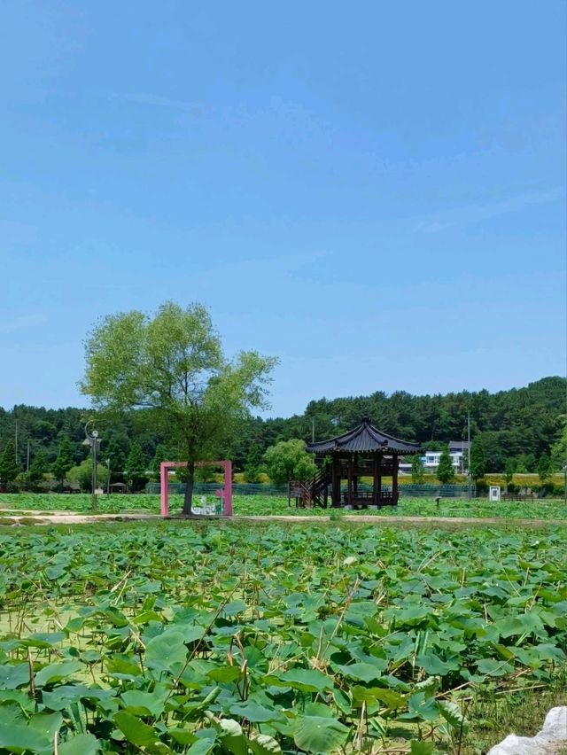 아직은 연꽃이 피지 않았지만 산책하기 좋은 곳