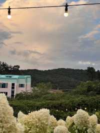 청주 수국 카페 프레이밍 🌟🍃