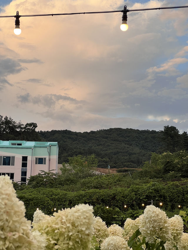청주 수국 카페 프레이밍 🌟🍃
