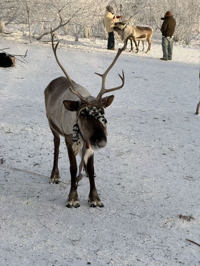 🇨🇳雪岭的冬季 12月的白雪皑皑