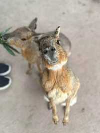 長崎Bio park- 教育與感動兼具的動物園