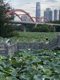 深圳洪湖公園，一年一度的荷花展，千萬不要錯過啊🪷