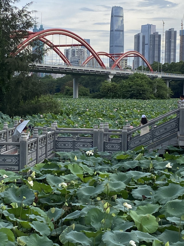 深圳洪湖公園，一年一度的荷花展，千萬不要錯過啊🪷