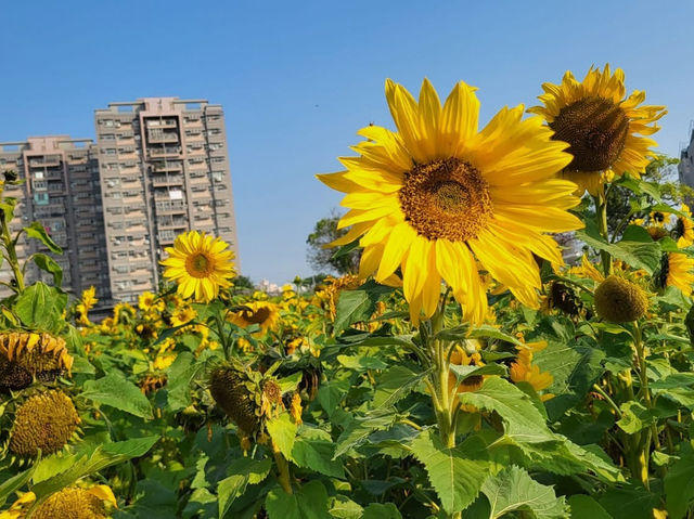 台中清水區公所向日葵花海