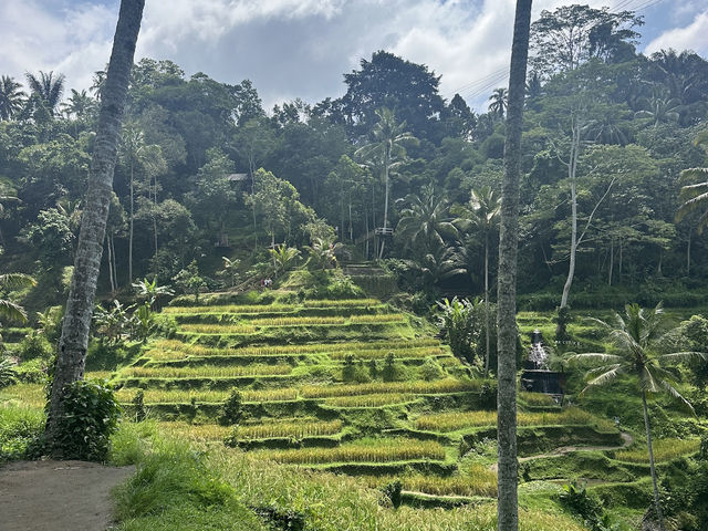 🌅 Bali Ubud 日出火山梯田一日遊 🌾