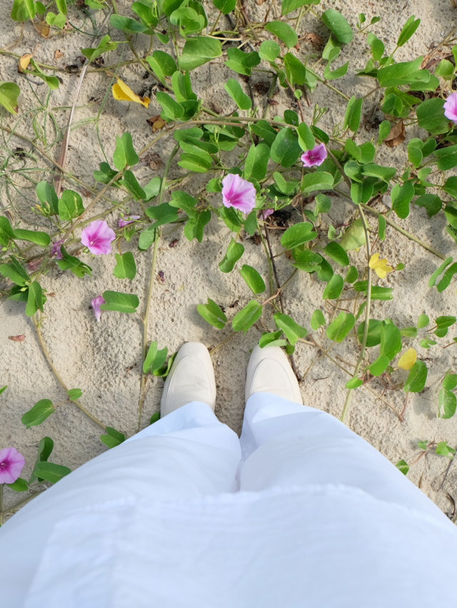 เที่ยวทะเลดานัง •Mykhe Beach•