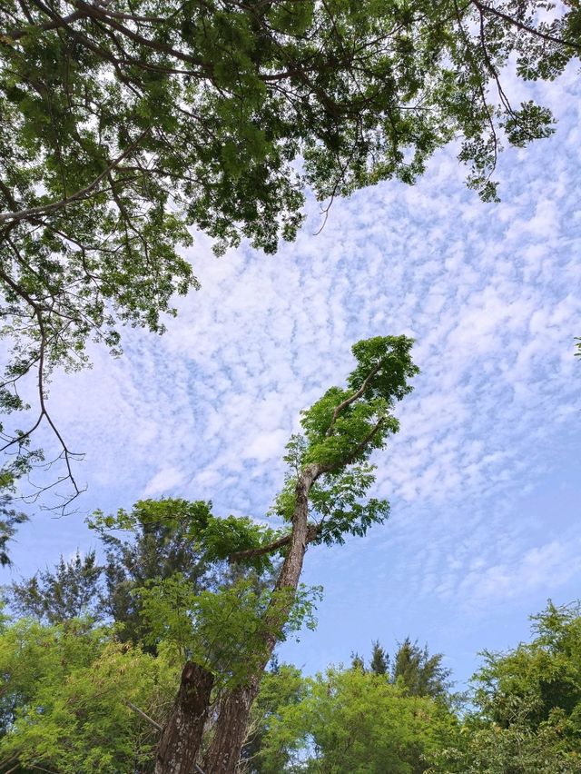 central Park Miri 