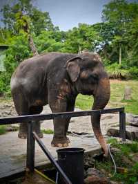 Attractions to visit in Khao Kheow Open Zoo