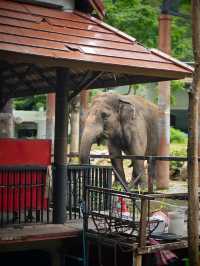 Attractions to visit in Khao Kheow Open Zoo