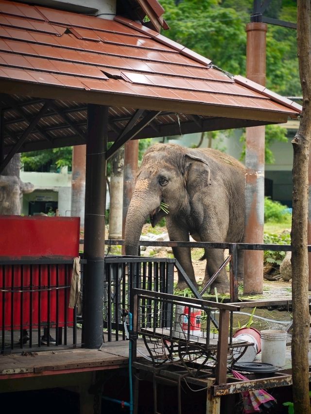 Attractions to visit in Khao Kheow Open Zoo