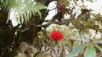 กิ่วแม่ปาน เส้นทางศึกษาธรรมชาติ ใน 1 วัน