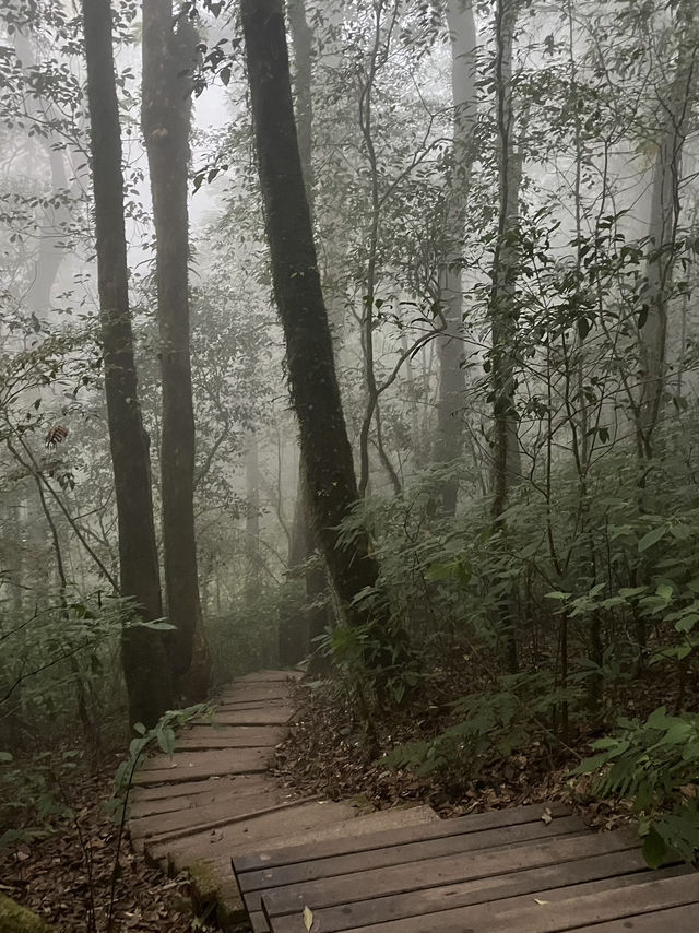 กิ่วแม่ปาน วิวสวยคุ้มค่าเหนื่อยแน่นอน⛰️🌳