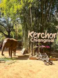Elephant Hugs and Mud Baths