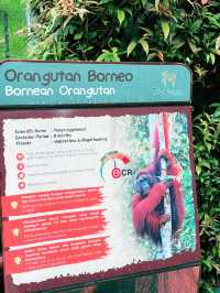Discover the Mighty Bornean Orangutan at the Ape Centre 