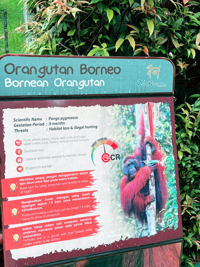 Discover the Mighty Bornean Orangutan at the Ape Centre 