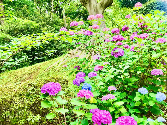 【田園調布から多摩川へ行き紫陽花、多摩川台古墳群、亀甲山古墳、多摩川浅間神社】