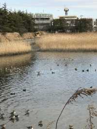 【千葉　習志野　谷津干潟公園と谷津バラ園】 